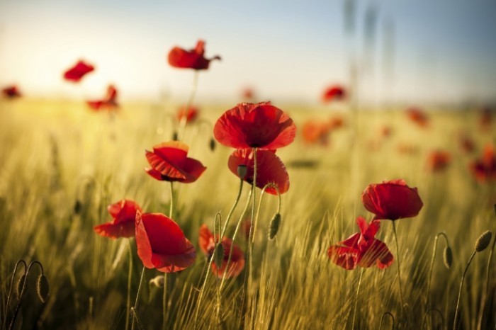 istock 000023742006large 700x466 Маковое поле   Poppy field