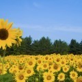 Поле с подсолнухами - Field of sunflowers