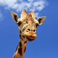 Жираф - Giraffe