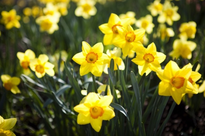 istock 000009188696large daffodils 700x465 Нарциссы   Daffodils