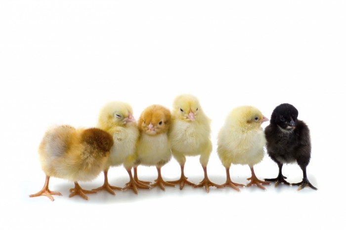 Chicks istock 0 700x465 Цыплята   Chickens