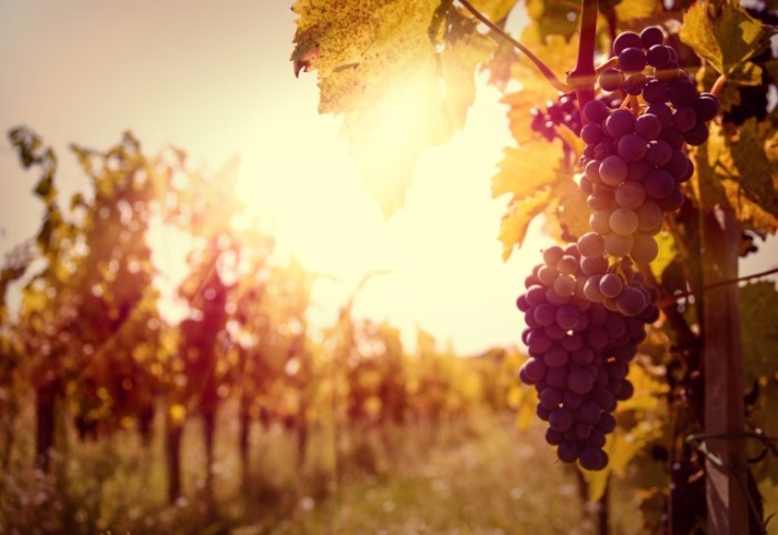 Dollarphotoclub 56176850 700x482 Ветки винограда   Branches of grapes