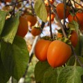 Хурма - Persimmon