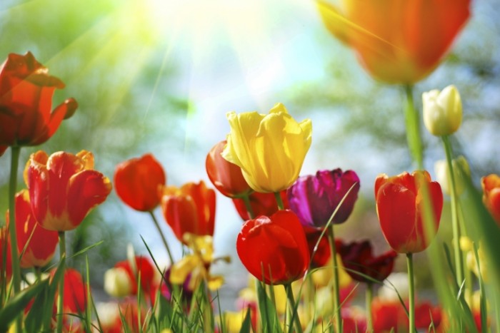 istock 000008664639medium 700x467 Тюльпаны   Tulips