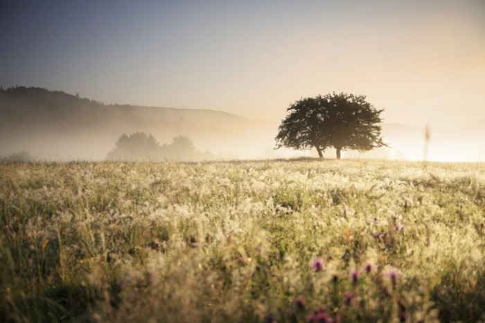 istock 000018048301xxxlarge 700x466 Засохшая пустыня   Dried desert