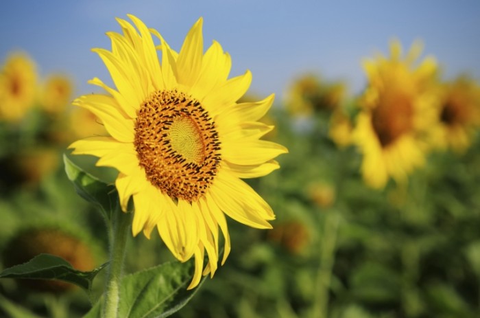 istock 000018559419large 700x463 Подсолнухи   Sunflowers