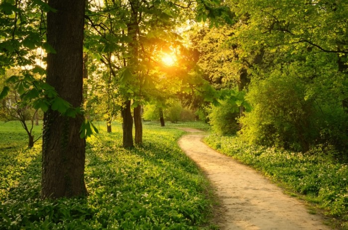 sunny path dollar photo club reduced size 700x463 Тропинка в лесу   Path in the woods