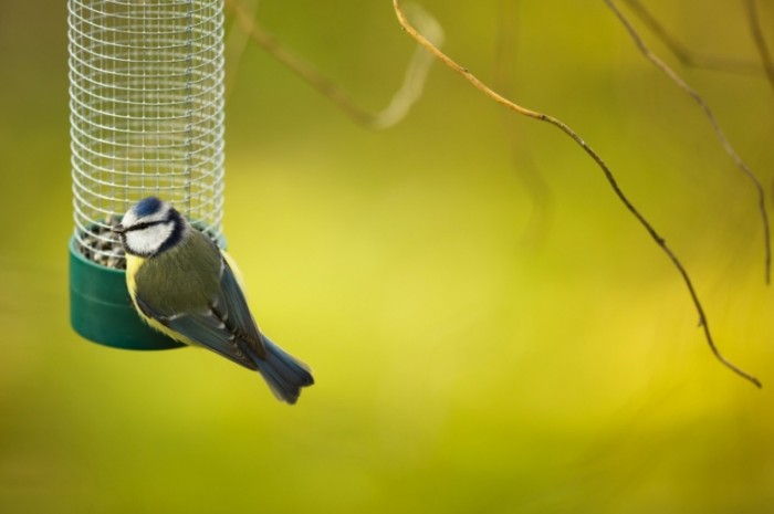 14fa37b3da5 Blue tit on feeder shutterstock 240027931.1400 700x465 Синичка   Titmouse