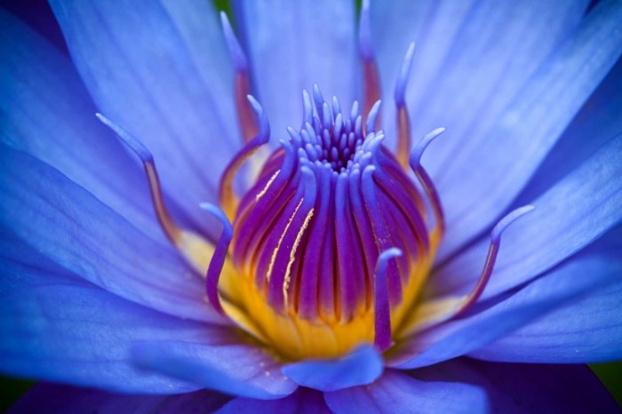 Dollarphotoclub 60699100 700x466 Синий цветок   Blue flower