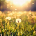 Одуванчик в поле - Dandelion in the field