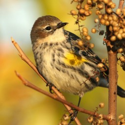 Птичка на ветке - Bird on a branch