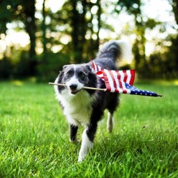 Собака с флагом Америки - Dog with American flag