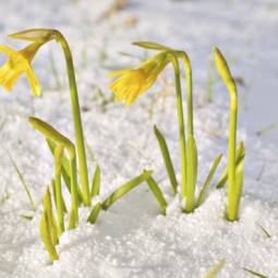 Нарциссы в снегу - Daffodils in the snow