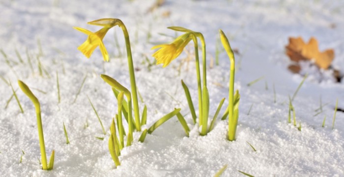 shutterstock 132187463 700x362 Нарциссы в снегу   Daffodils in the snow