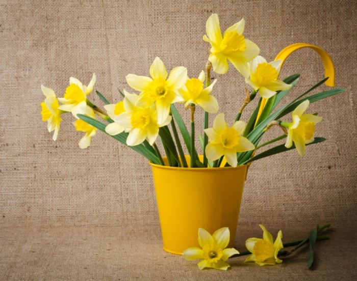 shutterstock 187399007 700x552 Нарциссы   Daffodils