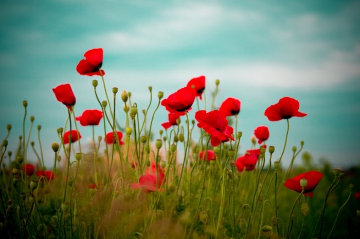 poppies field sky nature summer hd wallpaper 22290 700x466 Мак   Poppy