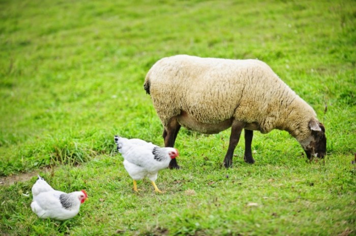 shutterstock 140914450 700x465 Овечка и курицы   Lamb and chicken