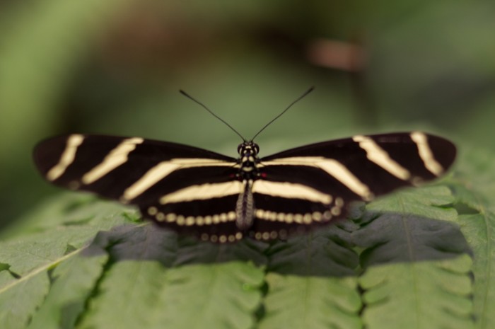 Butterfly spreading wings free license CC0 700x465 Бабочка   Butterfly 