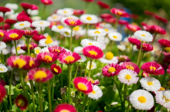 Colourful combination of flowers free license CC0 700x465 Розовые и белые цветы   Pink and white flowers