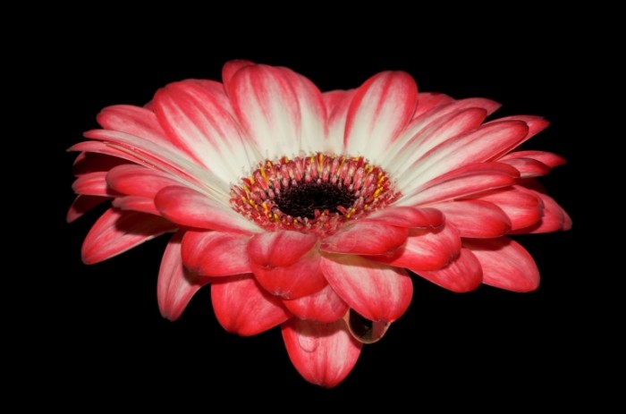 Gerbera free license CC0 700x463 Гербера   Gerbera