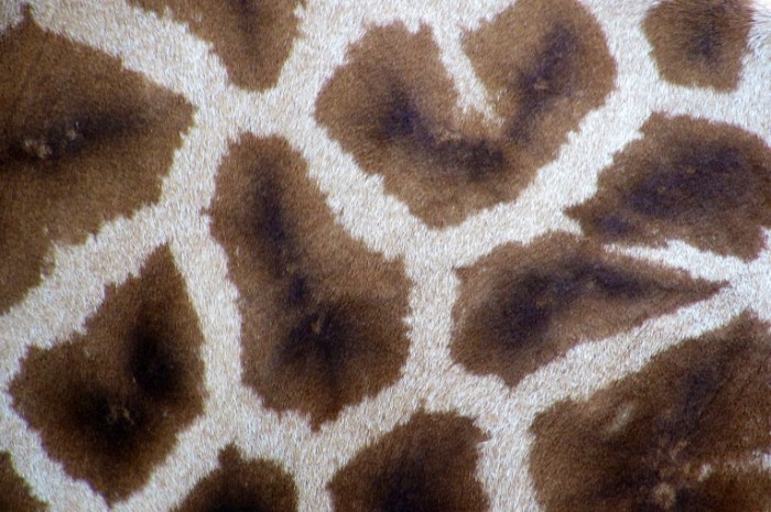 Giraffe Spots free license CC0 700x465 Пятна жирафа   Giraffe spots