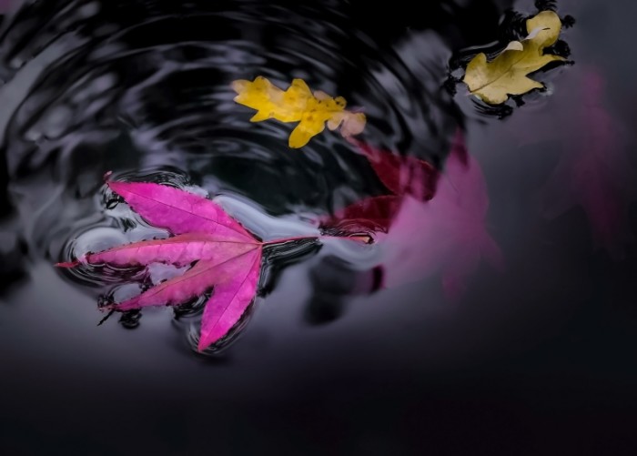 Leaves in the pond free license CC0 700x501 Листья на воде   Leaves on the water