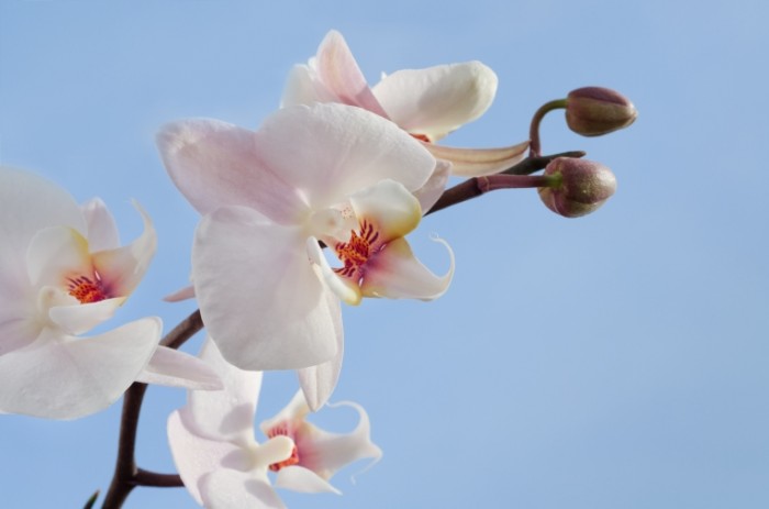 Orchid and blue sky free license CC0 700x463 Орхидея и голубое небо   Orchid and blue sky