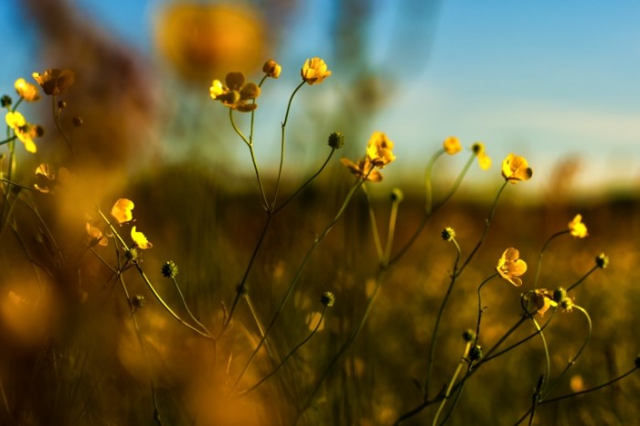 SplitShire 190071 700x466 Желтые цветы   Yellow flowers