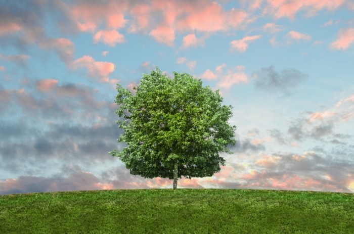 Tree and colorful sky free license CC0 700x463 Дерево и цветное небо   Tree and colorful sky