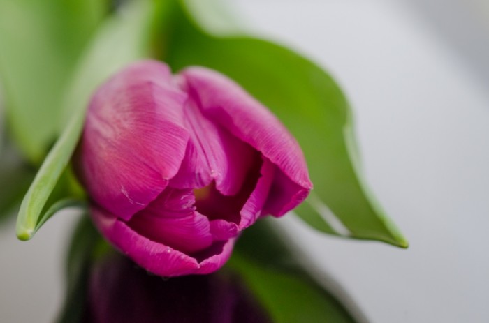 Tulip free license CC0 700x463 Розовый тюльпан   Pink tulip