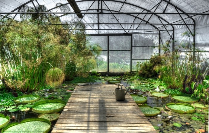 lotus greenhouse free license CC0 700x446 Зеленый сад   Green garden