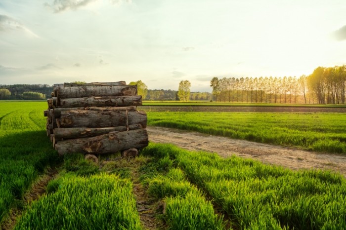 A Woodpile In The Field 700x466 Дрова в поле   A Woodpile In The Field