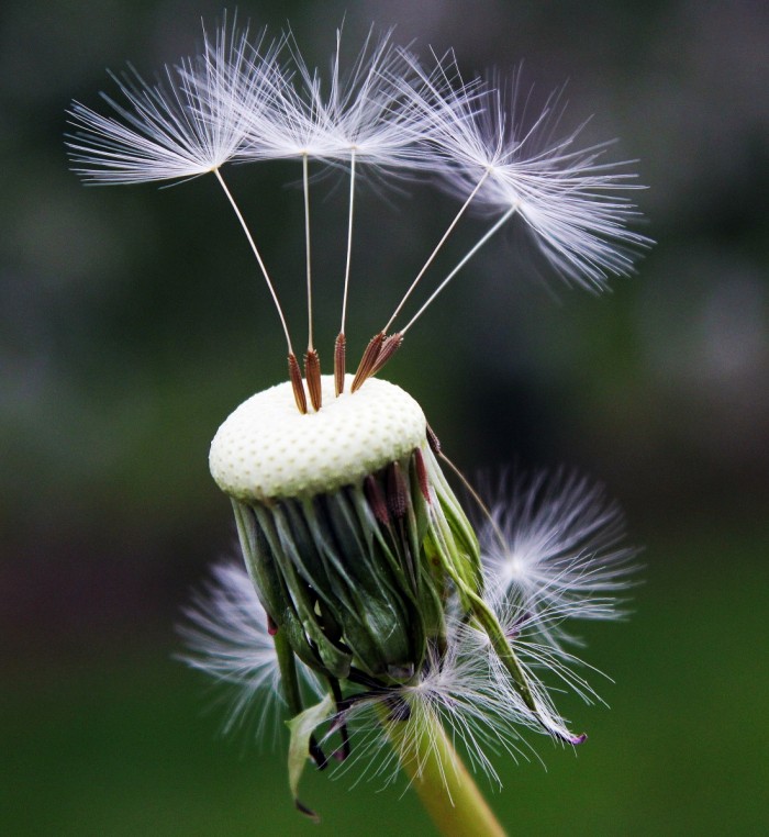 dandelion 1392492 700x762 Dandelion   Одуванчик