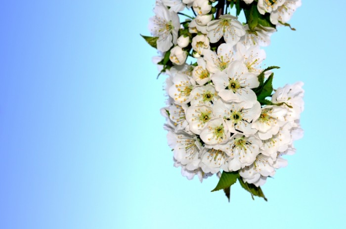 flower 1337017 700x463 White flowers   Белые цветы