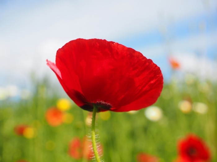 klatschmohn 1117450 700x524 Red poppy   Красный мак