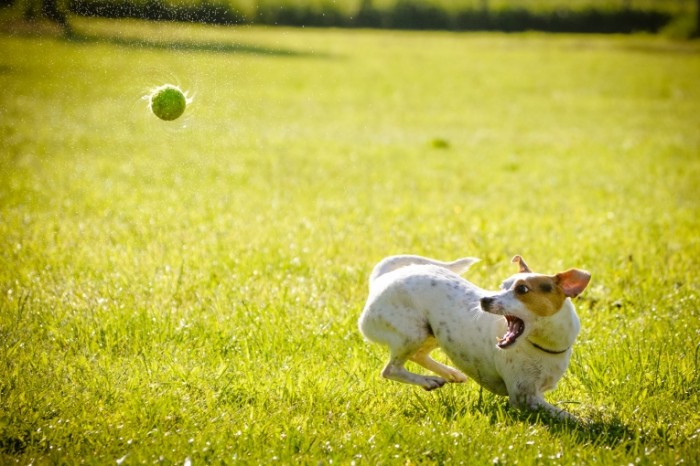 SplitShire 190071 700x466 Dog and ball   Собака с мячем