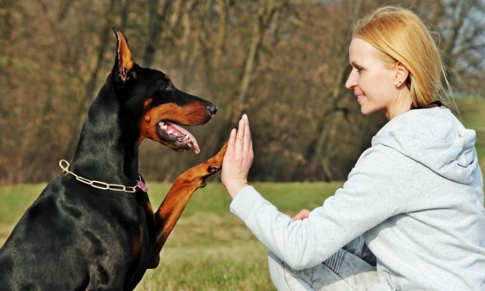 friendship 13939583 700x421 Girl with dog   Девушка с собакой