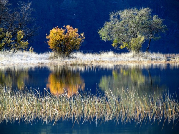 3854d212841c866 700x524 Деревья у реки   Trees by the river