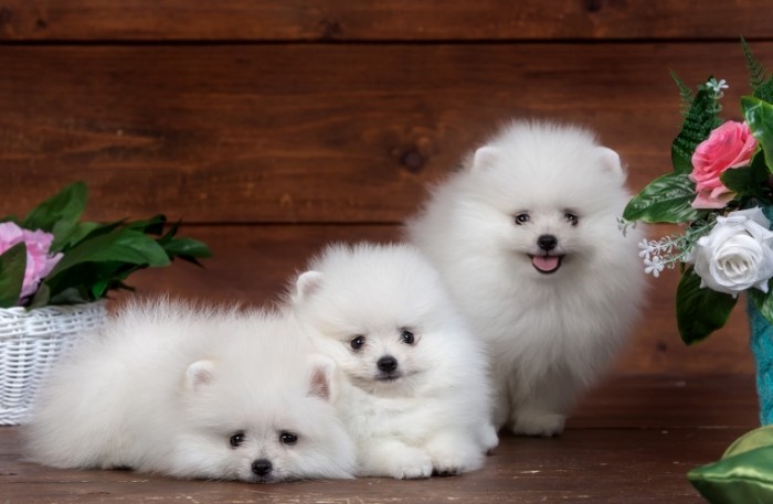 4d95920f9400f3e 700x457 Щенки   Puppies