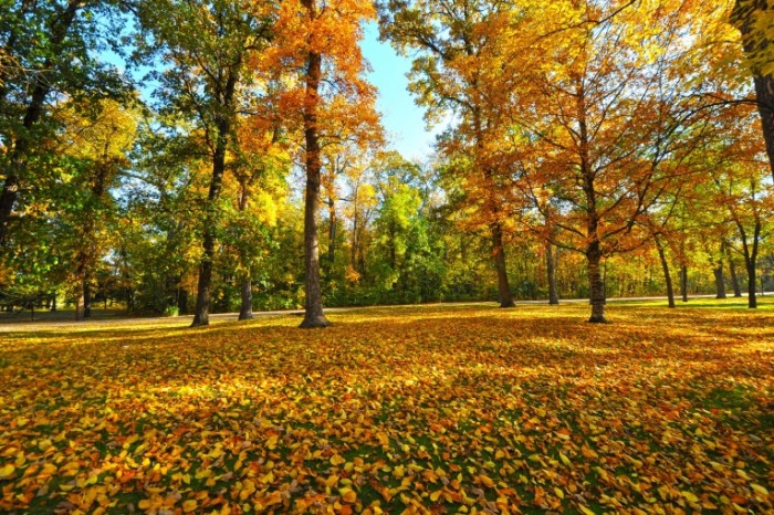 c460b9fea0f1572 700x466 Осенний лес   Autumn in the forest