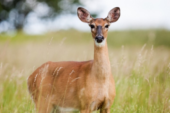 roe deer 1367182 700x466 Дикий олень   Wild deer