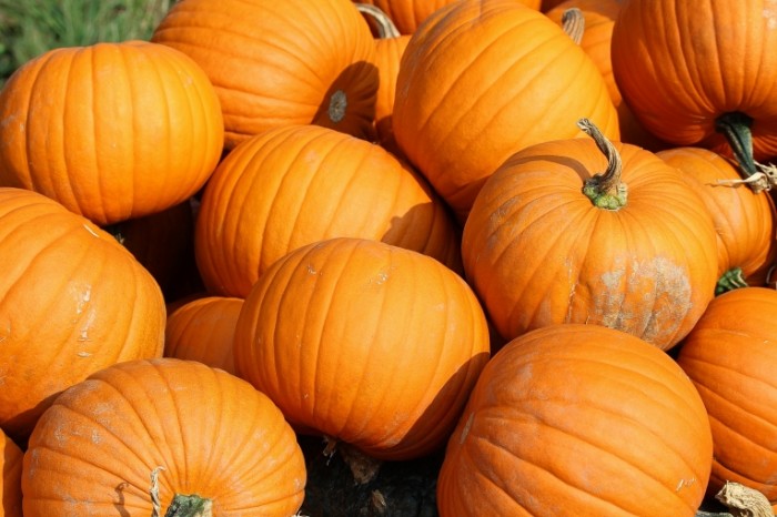 pumpkins 457716 700x466 Тыква   Pumpkin