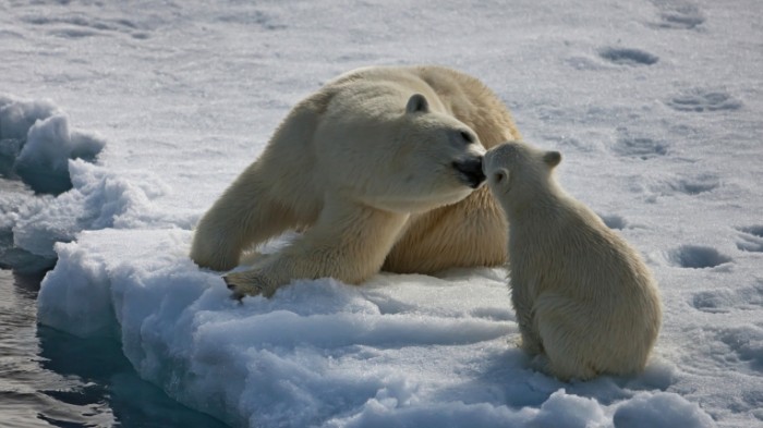 14797940935833ddad116344 04729585 700x393 Белые медведи   White bears