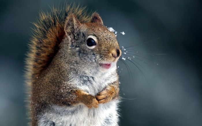 4416e101f1a7dd9 700x437 Белка   Squirrel