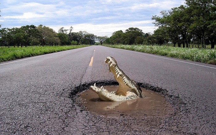 a52b63fa1f2b839 700x437 Крокодил на дороге   Crocodile on the road