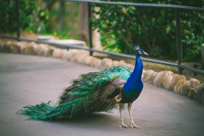 pavlin 700x465 Павлин   Peacock