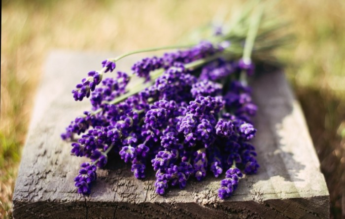 makro cvety cvetochki lavanda 700x445 Лаванда   Lavender