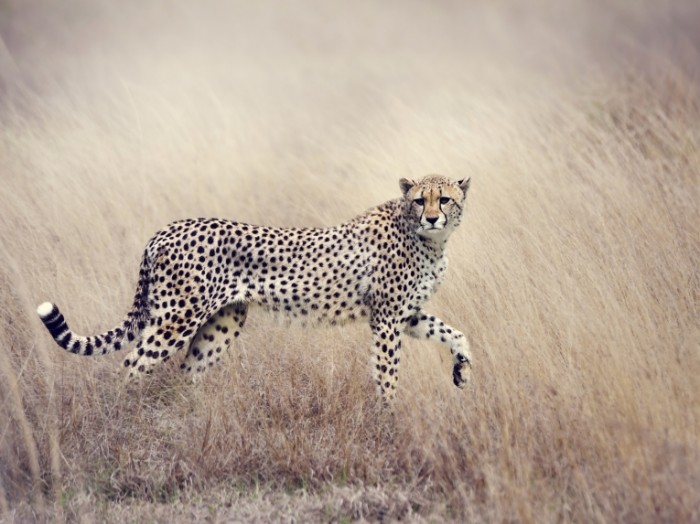 pole trava gepard hischnik 700x524 Гепард   Cheetah