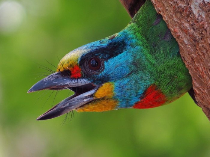 chernoburyy borodastik 700x524 Красивая птица   Beautiful bird