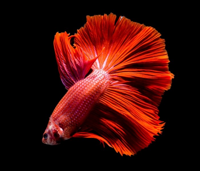 fish red black 700x599 Красная рыба   Red fish